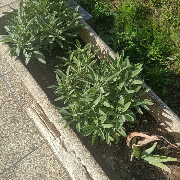 Ma sauge officinale